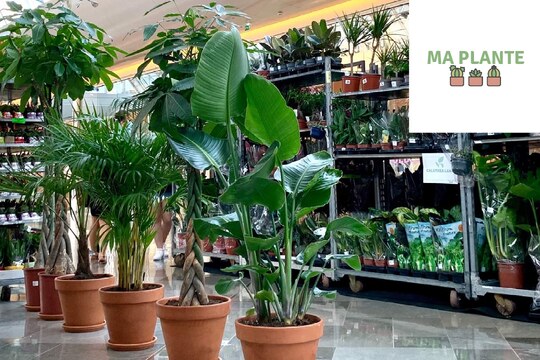 plante plante